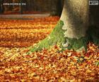 Φθινόπωρο φύλλα στο έδαφος